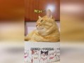 猫可以吃菊瓜吗怎么吃,猫咪如何享用菊瓜美味