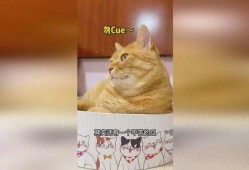 猫可以吃菊瓜吗怎么吃,猫咪如何享用菊瓜美味