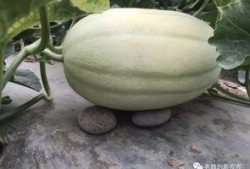 吃瓜的瓜怎么找,揭秘网络流行语的奥秘