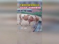 牛吃瓜看热闹,揭秘农村生活的趣味瞬间