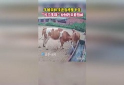 牛吃瓜看热闹,揭秘农村生活的趣味瞬间