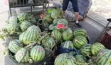 顺德销售吃瓜事件,一场引发热议的食品安全风波