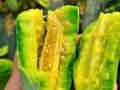 梦见送人嫩瓜吃,揭秘送人嫩瓜吃的神秘寓意