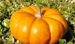 每日吃瓜必吃大瓜上海女老师,揭秘“每日吃瓜必吃大瓜”背后的故事