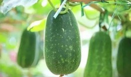 梦见瓜熟吃瓜什么意思,瓜熟蒂落，吃瓜背后的寓意与启示