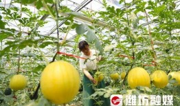 昌乐吃瓜事件视频,一场网络热议的真相揭秘