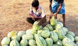 梦到摘瓜给别人吃