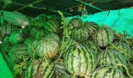 采购吃瓜,轻松应对夏日炎炎