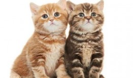 猫还会吃梨瓜,梨瓜成为新宠