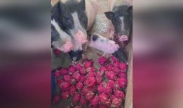 直播喂猪吃瓜,喂猪吃瓜，趣味横生的乡村生活秀