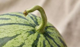 周围人吃瓜,揭秘身边人热传的“瓜田”趣事