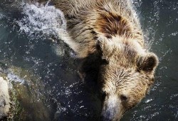 吃瓜变猩猩,揭秘奇异现象背后的科学奥秘