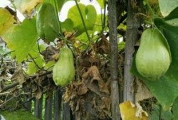 梦见吃烧瓜,揭秘烧瓜之梦的神秘寓意