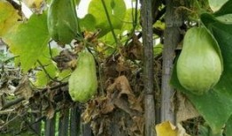 梦见吃烧瓜,揭秘烧瓜之梦的神秘寓意