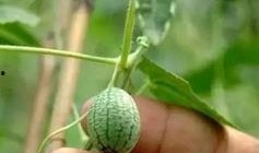 拇指蜜瓜怎么吃,轻松解锁美味新体验