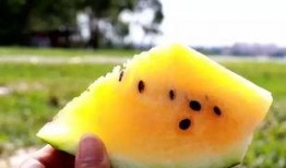 水晶瓜脆瓜沙瓜怎么吃