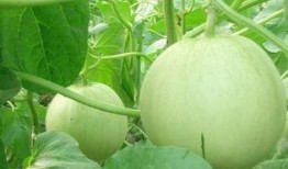 林小宝古代吃瓜,解锁古代吃瓜秘史