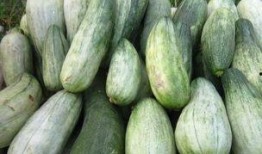 幼犬可以吃酥瓜吗