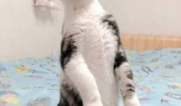 猫吃瓜鬼畜,揭秘喵星人吃瓜鬼畜背后的秘密