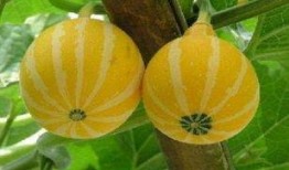 吃有瓜趣事,那些让人捧腹大笑的吃瓜瞬间