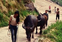 作者放牛吃瓜的作品,探寻乡村生活的诗意与哲理