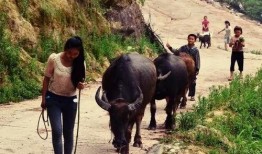 作者放牛吃瓜的作品,探寻乡村生活的诗意与哲理