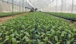 淡定吃瓜专场,揭秘娱乐圈幕后故事