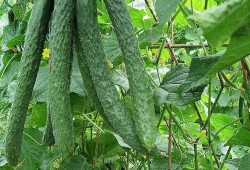 吃梨瓜有什么好处,润肺生津，健康生活好伴侣