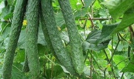 吃梨瓜有什么好处,润肺生津，健康生活好伴侣