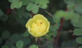 春花秋月吃瓜,一场别开生面的美食之旅