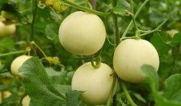 cvte吃瓜,揭秘公司内部那些不为人知的秘密