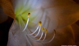 梦见吃黑色的瓜,黑色瓜果的神秘启示