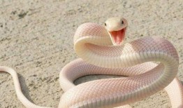 奇怪蛇带你吃瓜,跟随奇怪蛇的脚步，探寻神秘瓜果之旅