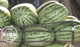 吃999个西瓜的瓜,一场味蕾与心灵的盛宴