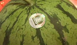 沙头公园吃瓜,夏日休闲好去处