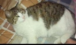 猫咪吃西湖瓜,猫咪爱上西湖瓜