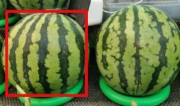 不甜吃瓜,品味清新生活新风尚