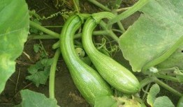 嫩瓜可以怎么吃