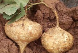 怀孕了可以吃土瓜吗,土瓜在孕期是否适宜食用