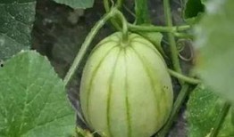 每日吃瓜必吃大瓜上海女老师,揭秘“每日吃瓜必吃大瓜”背后的故事