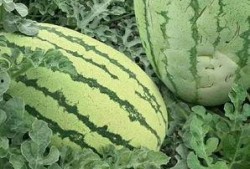 牛角密瓜怎么吃