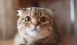 猫咪可以吃瓜栗吗怎么吃