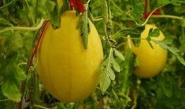 吃瓜群子林,网络社交新现象背后的故事