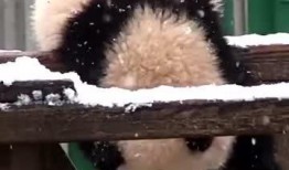 吃瓜小熊腹肌,揭秘健身达人背后的故事