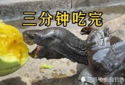 吃瓜能手特效,轻松解锁娱乐圈八卦新境界