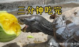 吃瓜能手特效,轻松解锁娱乐圈八卦新境界