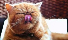 猫咪吃西湖瓜,猫咪爱上西湖瓜