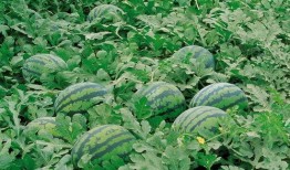 池袋吃瓜群,揭秘都市生活背后的八卦风云