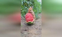 吃瓜的大兔子23333,揭秘网络红人的魅力与影响力