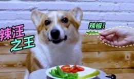 狗嘴吃蜜瓜,意外惊喜的甜蜜瞬间